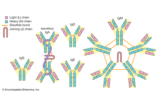 Por que escolher o teste de anticorpos 
